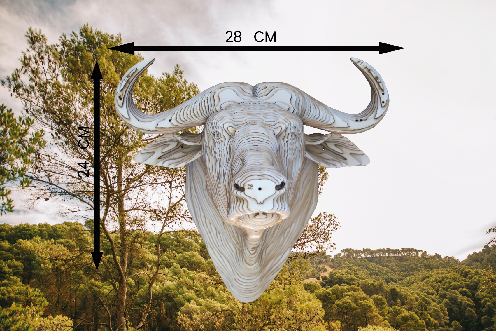 Détail des cornes de la Tête de Buffle CART